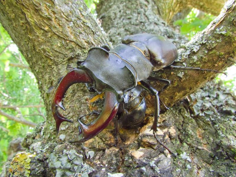 Lucanus cervus (Linnaeus, 1758)